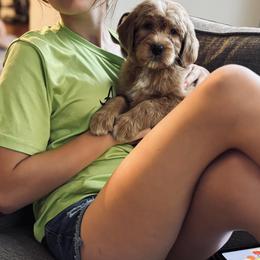 Goldendoodle Puppies from Doodifuldoods