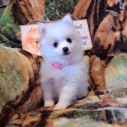 (TULIP)SISSY Girl 2 - White female Pomeranian puppy in Lore City, Ohio from Tonia's Pomeranians