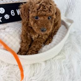 Orange - Red  male Poodle puppy in Florida from Adorable Toy-Miniature Poodles