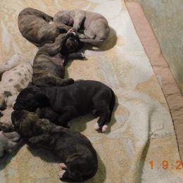 Great Dane and Miniature Schnauzer Puppies from River Valley Great Danes