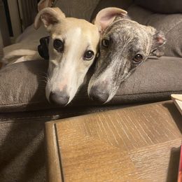 Whippet Puppies from Sara's Whippets