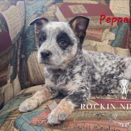 Peppermint Patty - Blue female Australian Cattle Dog puppy in Silsbee, Texas from Rockin ND Ranch
