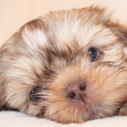 Shih Tzus from Precious Pup ShihTzu