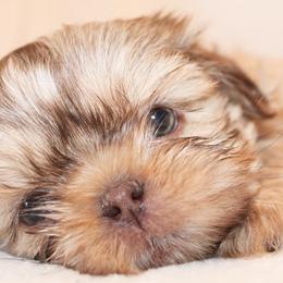 Shih Tzus from Precious Pup ShihTzu