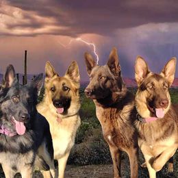 German Shepherds from Freiheit Von Himmel  Shepherds