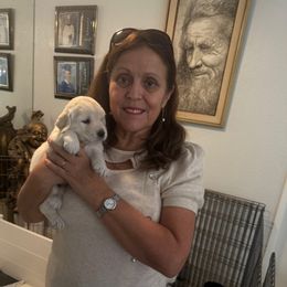 Amber - Golden female Golden Retriever puppy in Aliso Viejo, California from Golden Puppy Dog