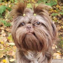 Tyra - Shih Tzu
