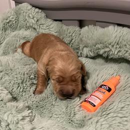 Orange - Golden male Golden Retriever puppy in Lake City, Minnesota from Windcliff Goldens