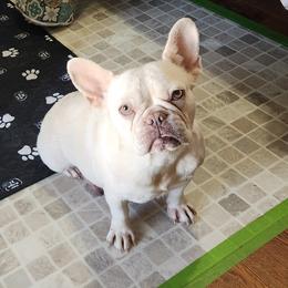 Sugar - French Bulldog