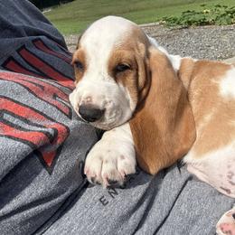 Basset Hound Puppies from K&B Farms & Bassets
