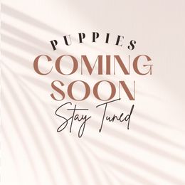 Dachshund Puppies from Dukers Dachshunds