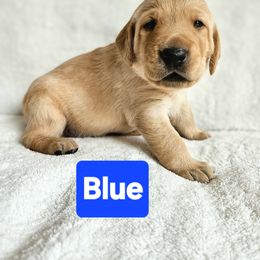 Blue - Yellow Labrador Retriever puppy in Long Valley, New Jersey from Guns Up Dog Training