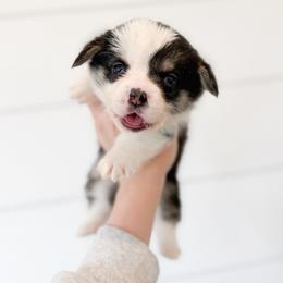 Frog Footman - Brown - Black and tan male Pembroke Welsh Corgi puppy in Milan, Georgia from Williams’ Welsh Corgis LLC