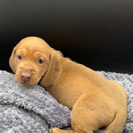 Boy 1 - Red male Dachshund puppy in Spanaway, Washington from 11 Oaks Kennels