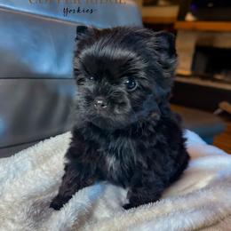 Wilber - Black and gold male Yorkshire Terrier puppy in Marmaduke, Arkansas from Copper Ridge Yorkies