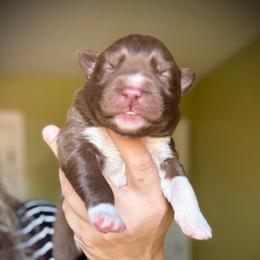Grove - Red and white male Siberian Husky puppy in Florence, Kentucky from Moonlight Howl Huskies