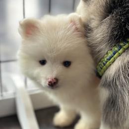 Aries - White male Pomsky puppy in Oak Harbor, Washington from Island Pomskies