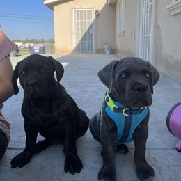 Cane Corso Puppies from 3Lake Kennelz