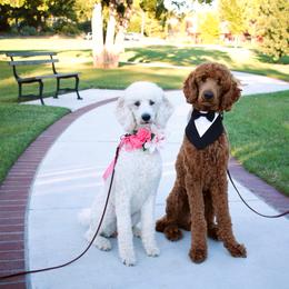 Poodle All Grown Up from Acorn Trail Poodles