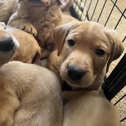 Labrador Retriever Puppies from Sun Ridge Labradors