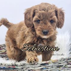 Sebastian - Red  male Goldendoodle puppy in Humboldt, Minnesota from Sister Doodles