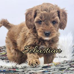 Sebastian - Red  male Goldendoodle puppy in Humboldt, Minnesota from Sister Doodles
