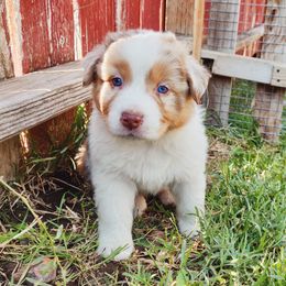 Australian Shepherd Puppies from NK Ranch Australian Shepherds