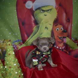 Dancer - Blue and tan male Chihuahua puppy in Gloucester, Virginia from Charlotte's Web of Chihuahuas