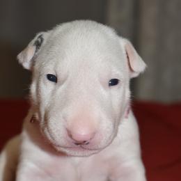 Victoria - White female Bull Terrier puppy in Cincinnati, Ohio from HP BULL’S