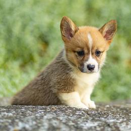 Delta - Red female Pembroke Welsh Corgi puppy in Narvon, Pennsylvania from Corgi Companions