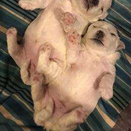 Bichon Frise Puppies from Charmed Bichons