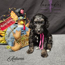 Autumn - Phantom female Poodle puppy in Mancelona, Michigan from Lavender poodles & doodles