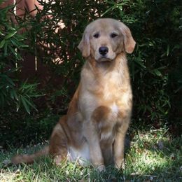 Golden Retrievers from Gower Goldens