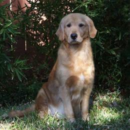 Golden Retrievers from Gower Goldens
