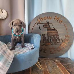 Teal Collar - Blue Great Dane puppy in Alton, Illinois from Show Me Great Danes