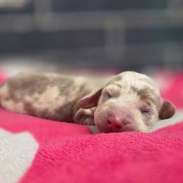 Snowflake - Dapple female Dachshund puppy in Tucson, Arizona from Sweet as Honey Weenies