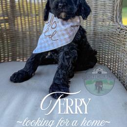 Terry - Black male Goldendoodle puppy in Cleveland, Tennessee from Liberty Creek Farms