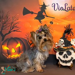 Lata - Yorkshire Terrier