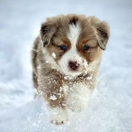 Boy 1 - Miniature American Shepherd puppy from Morning Glory Minis