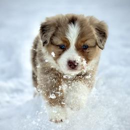 Boy 1 - Miniature American Shepherd puppy from Morning Glory Minis