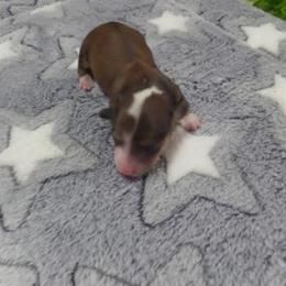 Dachshund Puppies from Dashing Dachshunds n Texas