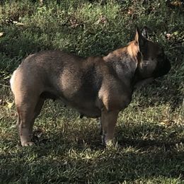 Southern’s Sophia grace - French Bulldog