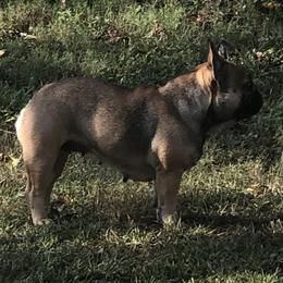 Southern’s Sophia grace - French Bulldog