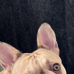 Harley - French Bulldog