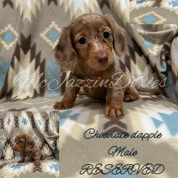 Dachshund Puppies from McJazzin Doxies