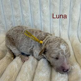 Luna - Cream female Goldendoodle puppy in Conroe, Texas from Tails of Cypress