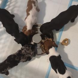 Dachshund puppies from Real Life Pupps LLC