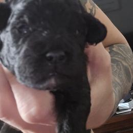 Cindy Lou Who - Black female Cavapoo puppy in Perham, Minnesota from Steel Horse Kennels Inc