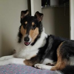 Yang - Collie