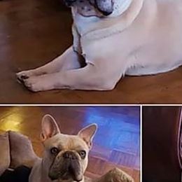 French Bulldogs from 77 Farm